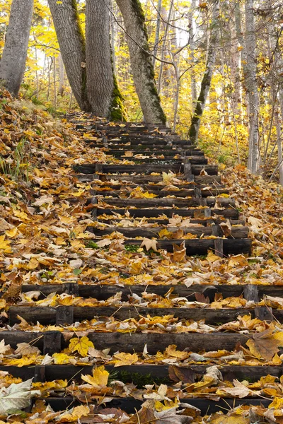Escada e folhas de outono amarelas — Fotografia de Stock