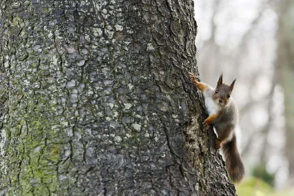 Écureuil sur l'arbre — Photo