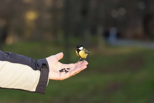 Tomtit à portée de main — Photo