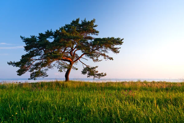 Çim sahada büyüyen tek büyük çam ağacı — Stok fotoğraf