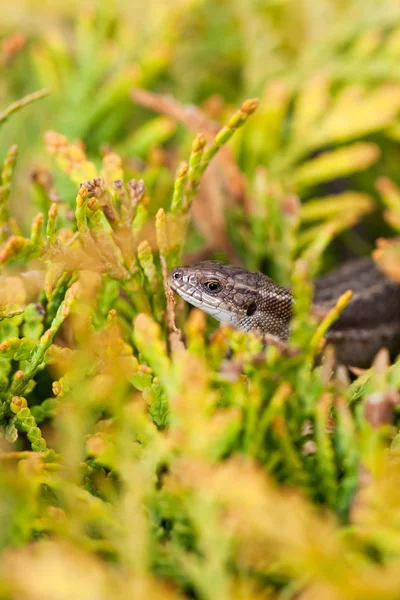 黄色がかった植物上にトカゲ — ストック写真