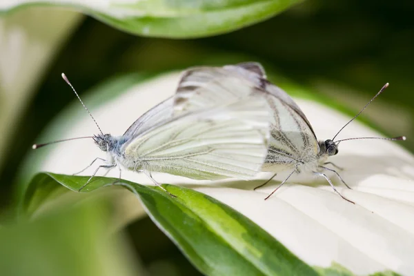 Two white butterflies together — Stock Photo, Image