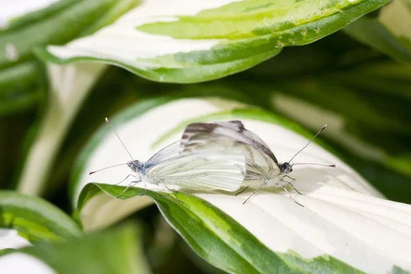 Two white butterflies together — Stock Photo, Image