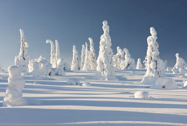 Lapland finland içinde karlı ormanı — Stok fotoğraf