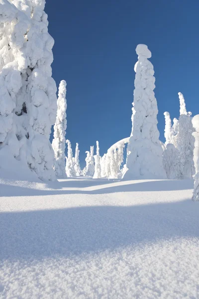 フィンランドのラップランドに雪に覆われた森林 — ストック写真