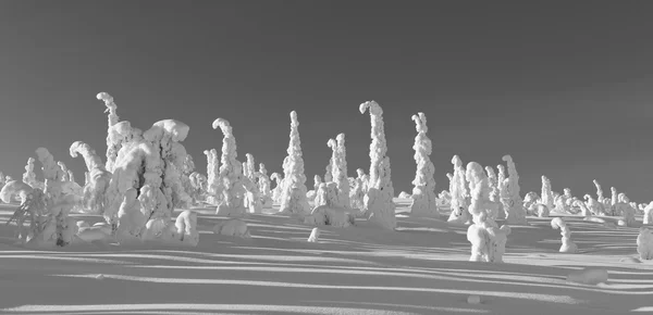 lapland finland içinde karlı ormanı