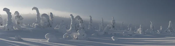 Besneeuwde winter bos in lichte nevel — Stockfoto