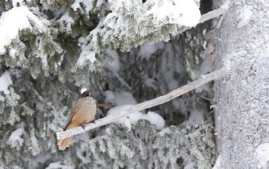 ayaz dal sittin Sibirya jay