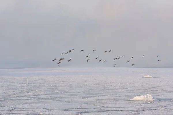 Birds flying over frozen sea — Stok fotoğraf