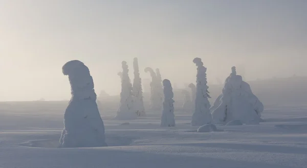 Forêt hivernale enneigée dans la brume légère — Photo