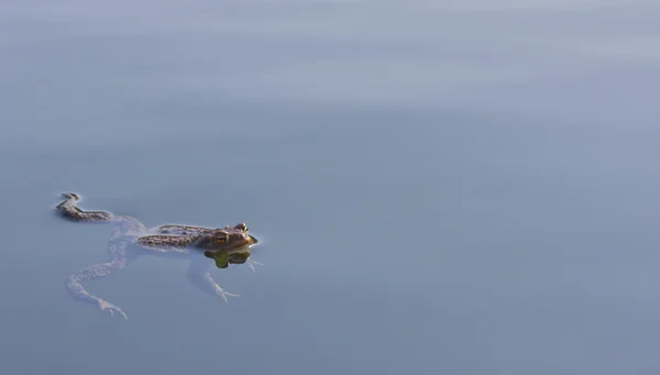 水でカエル — ストック写真