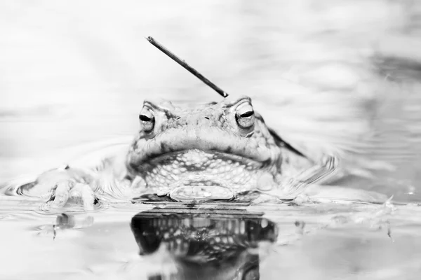 Frog in water — Stock Photo, Image