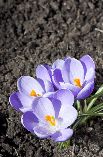 Violet crocus — Stock Photo, Image