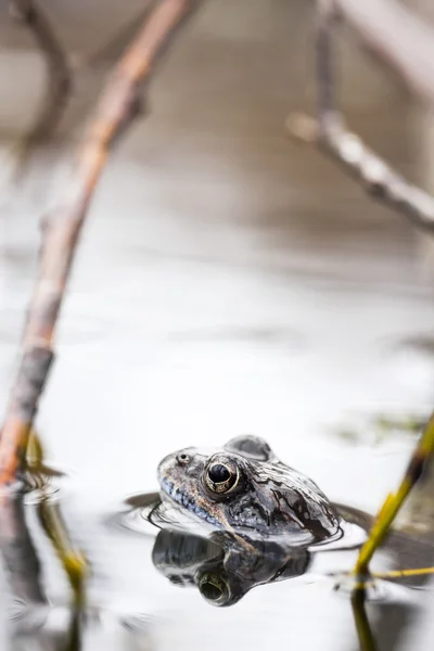 물에 개구리 — 스톡 사진