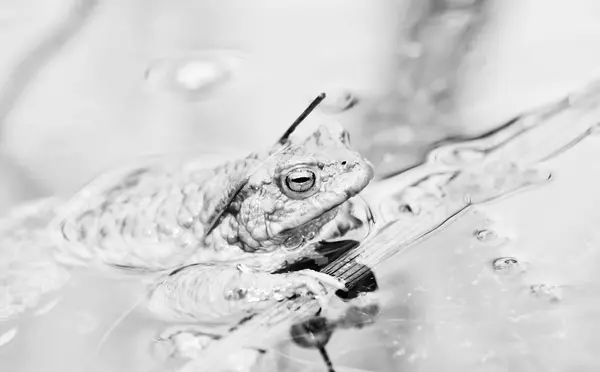 Frog in water — Stock Photo, Image