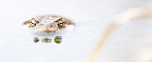 Frog in water — Stock Photo, Image