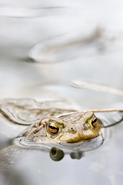 Frog in water — Stock Photo, Image