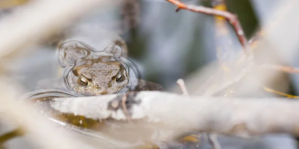 Rana en el agua — Foto de Stock