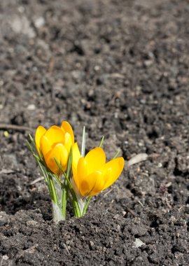toprak Sarı bahar çiçekleri