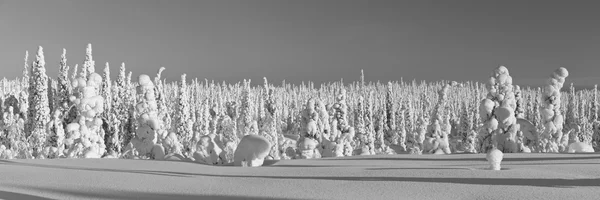 Havas erdőre a lappföldi, Finnország — Stock Fotó
