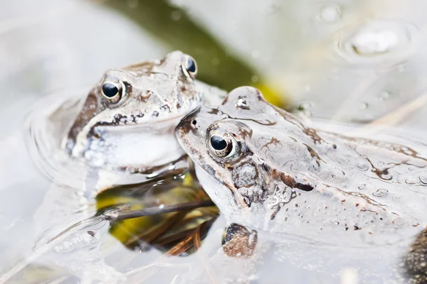 Žába ve vodě — Stock fotografie