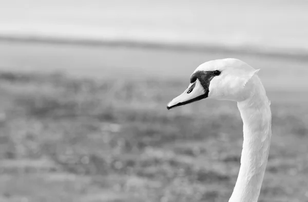 Närbild av en swan huvud porträtt — Stockfoto