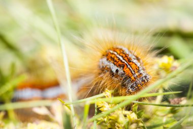 kıllı turuncu larva çimenlerin üzerinde