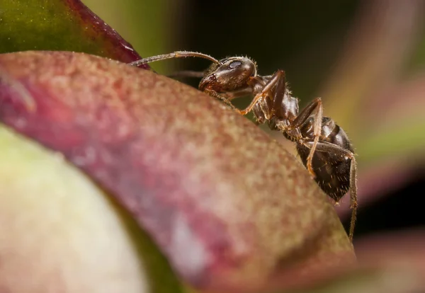 Faraó formiga em peônia — Fotografia de Stock