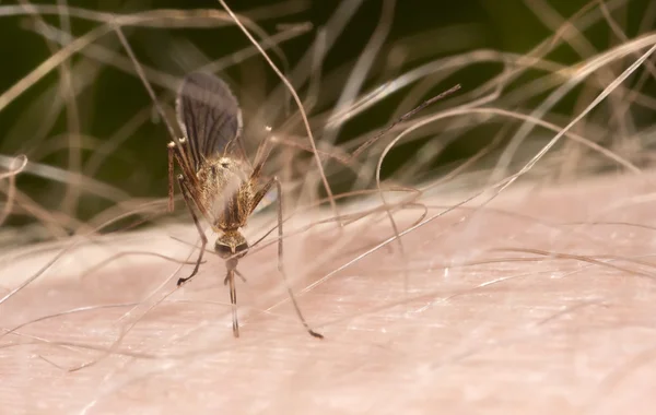 Gnat or mosquito on hairy skin — Stock Photo, Image