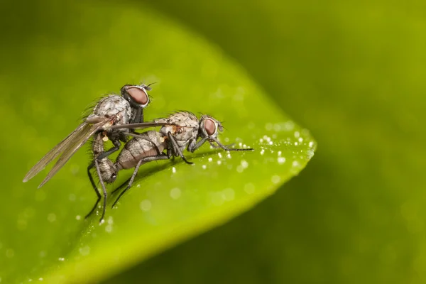 Acasalamento voa na folha verde da planta — Fotografia de Stock