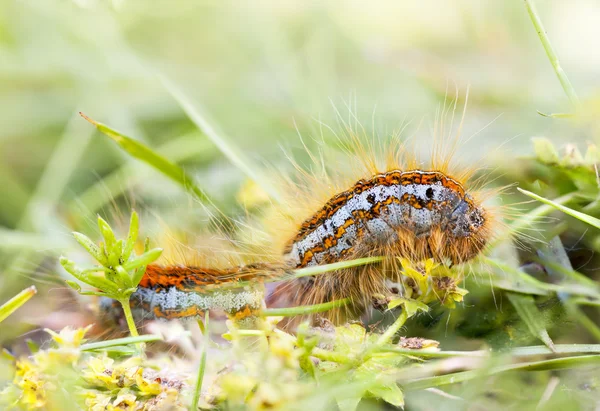 Hairy orange larva on grass — Stock Photo, Image