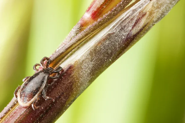 Dark brown tick on a plant stalk — Stock Photo, Image