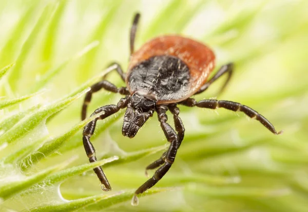 Red backed tick on a plant — Stock Photo, Image