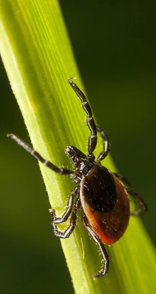 Red backed tick on a plant — Stock Photo, Image