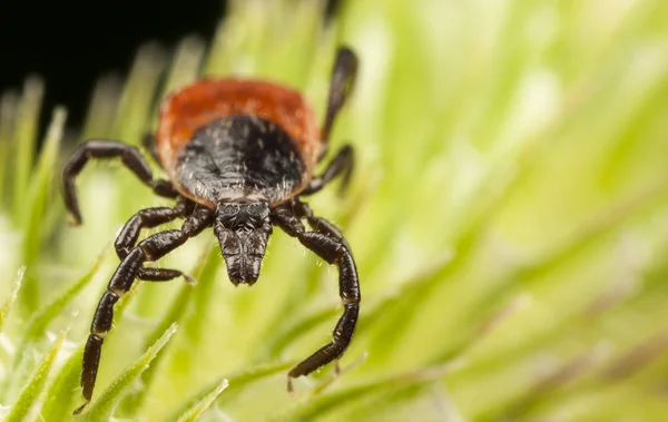 Red backed tick on a plant