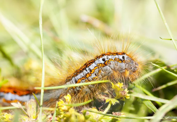 Hairy orange larva on grass — Stock Photo, Image