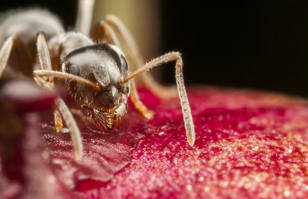 Firavun karınca Şakayık üzerinde — Stok fotoğraf