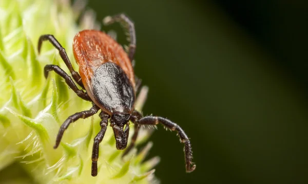 Red backed tick on a plant — Stock Photo, Image