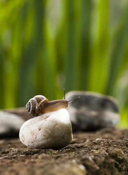 在白色的岩石上的蜗牛 — 图库照片