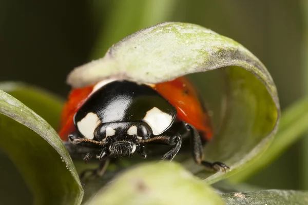 Coccinella sotto foglia vegetale — Foto Stock