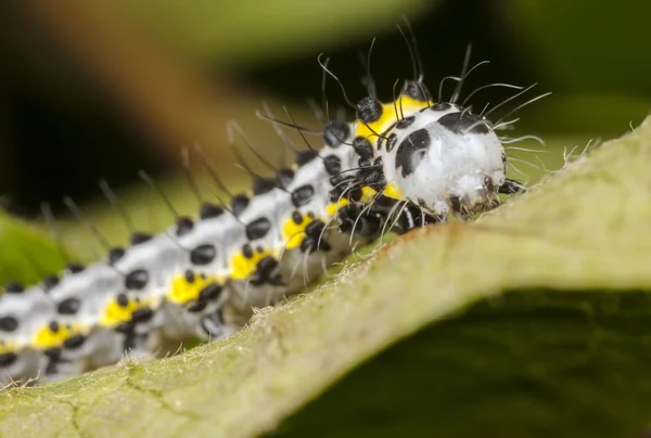Yellow worm with black dots — Stock Photo, Image