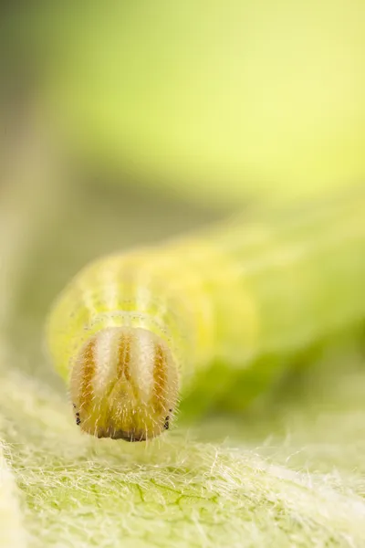 Зеленая личинка или гусеница на листьях растений — стоковое фото