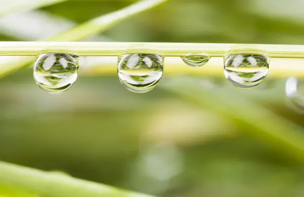 Gotas de agua sobre paja de planta —  Fotos de Stock