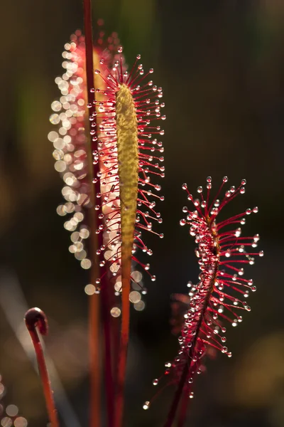 Closeup of Great Sundew — Stock Photo, Image