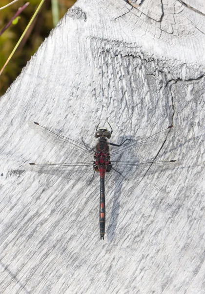 Dragonfly op een wit hout board — Stockfoto