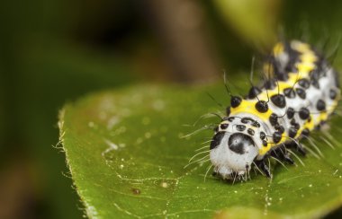 siyah nokta ile sarı solucan