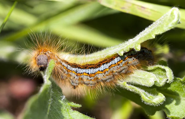 Hairy orange larva — Stock Photo, Image