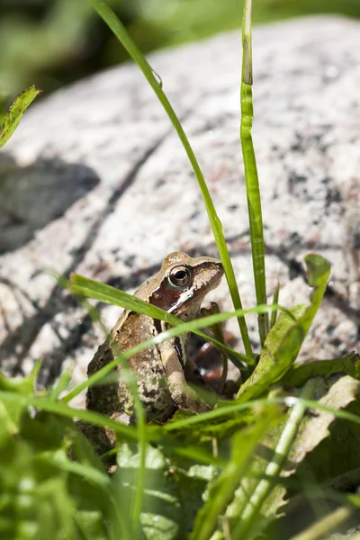 Küçük kurbağa oturan — Stok fotoğraf