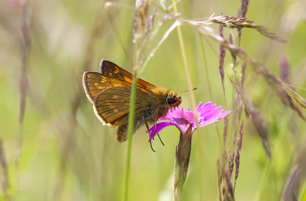 Brown butterfly on a violet flower — Stock Photo, Image