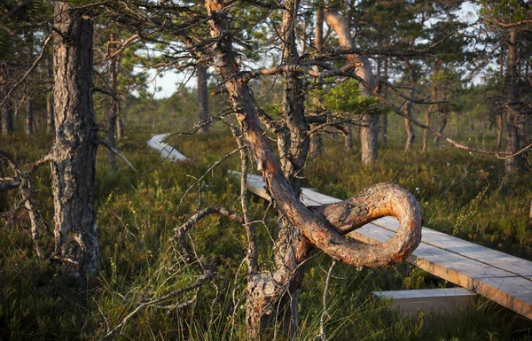 Gedraaide pijnboom in moeras — Stockfoto